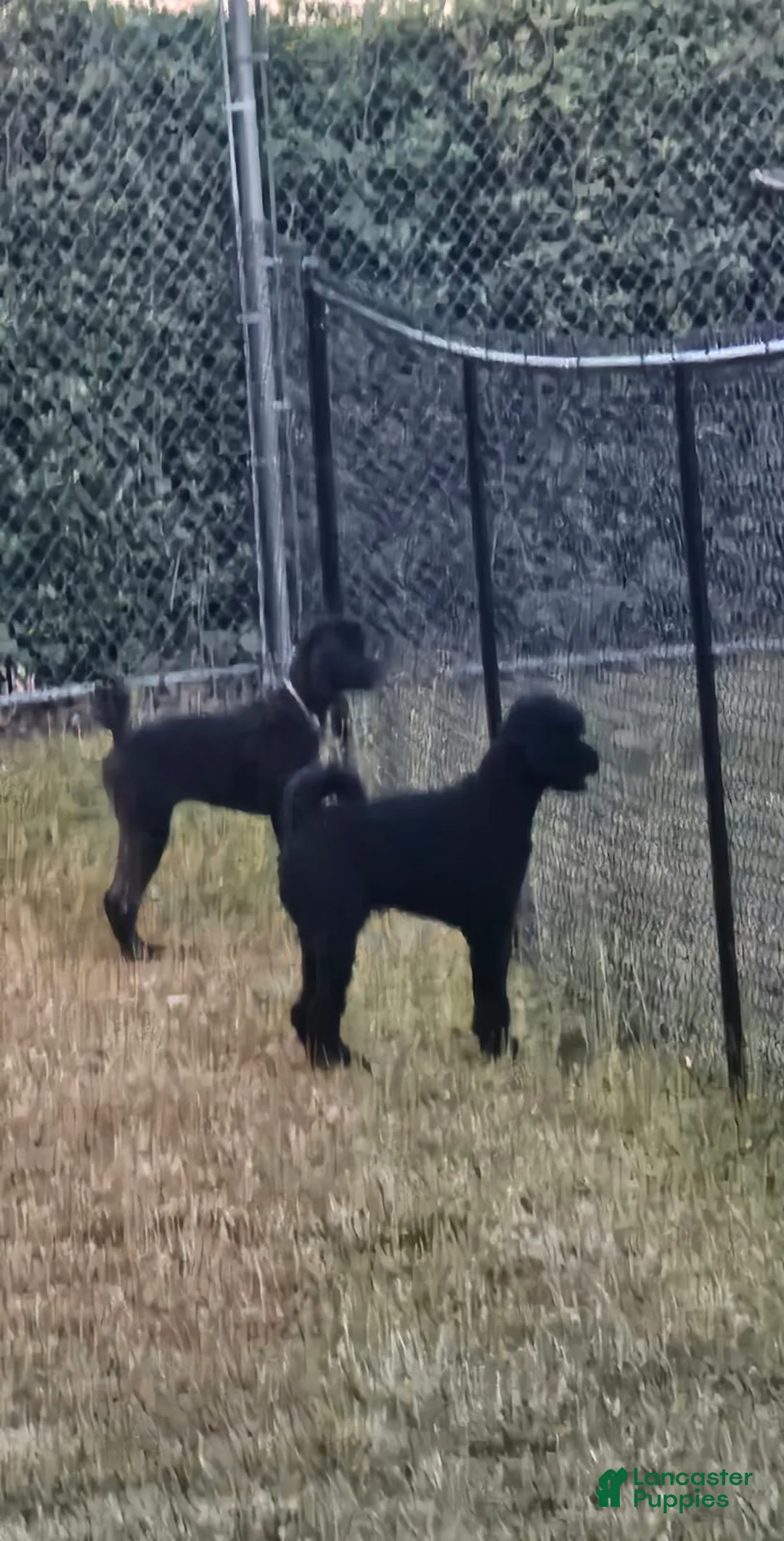 Standard Poodle dogs for sale: 10 Standard Poodle Puppies - Ad 5