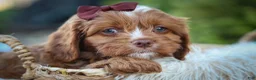 Cavapoo dogs for sale: CHARLIE - Ad 9