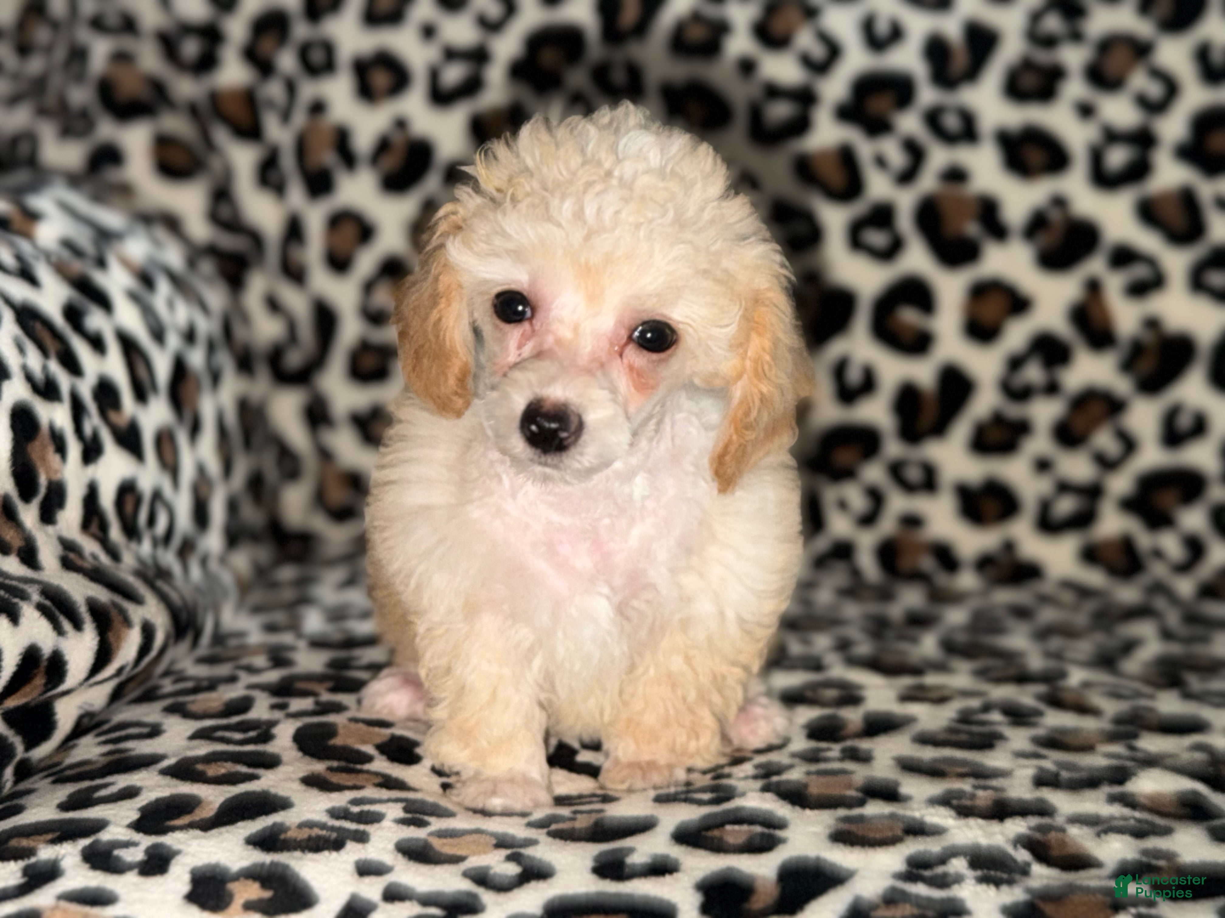 Toy Poodle dogs Cici - Ad 1