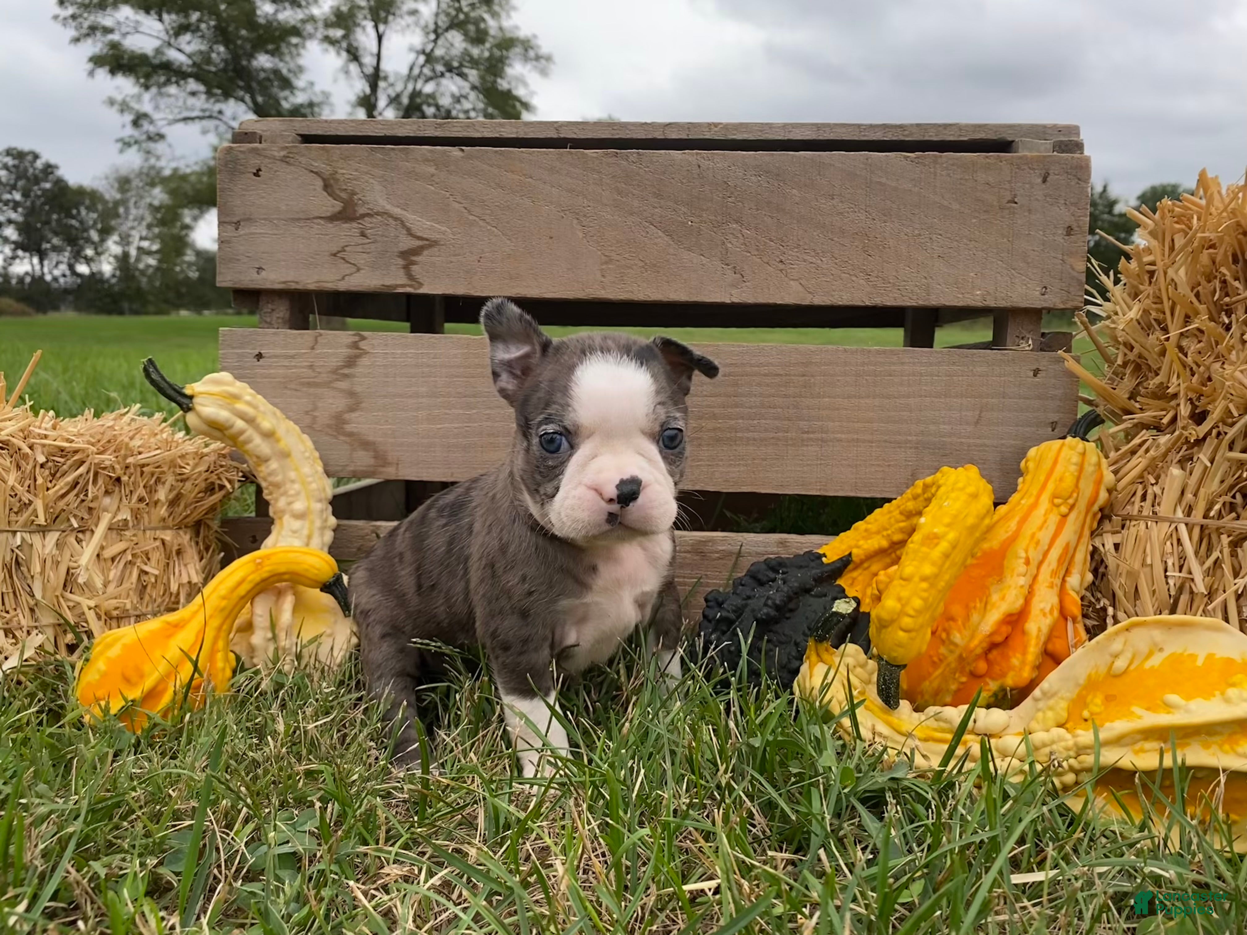 Boston Terrier dogs Galaxie - Ad 1