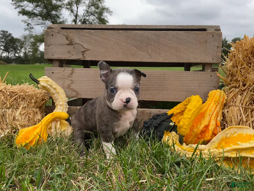 Boston Terrier dogs for sale: Galaxie - Ad 1