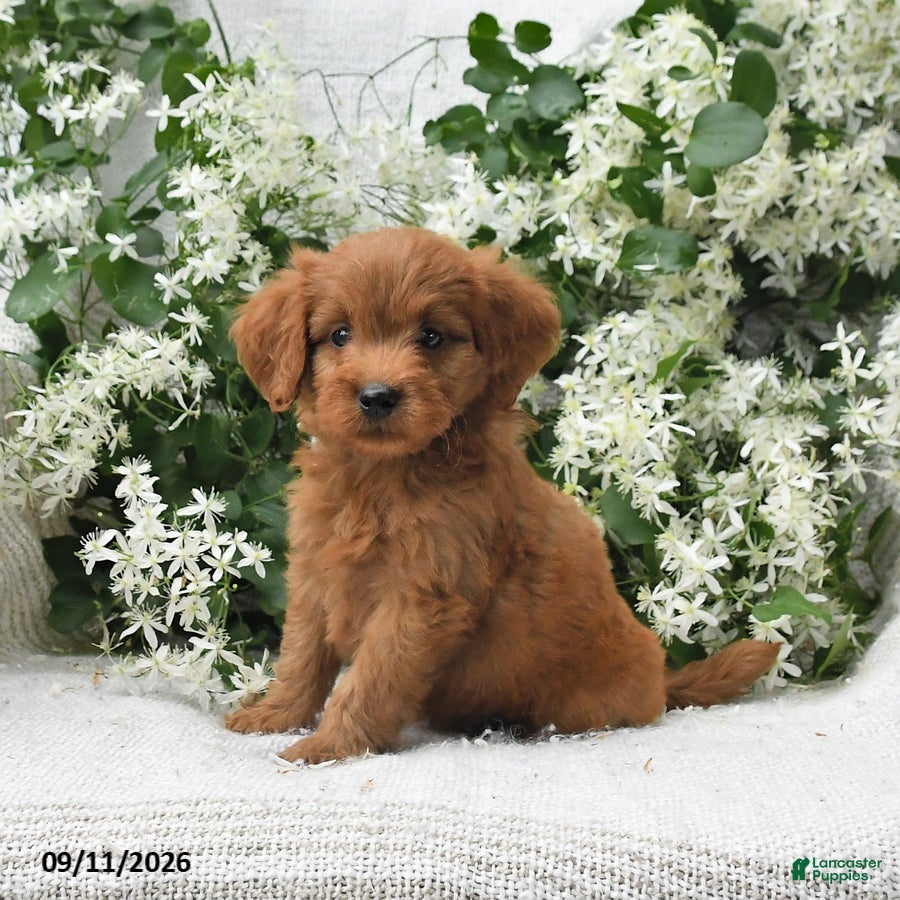 Goldendoodle dogs Jared - Ad 1