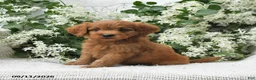 Goldendoodle dogs for sale: Jared - Ad 1