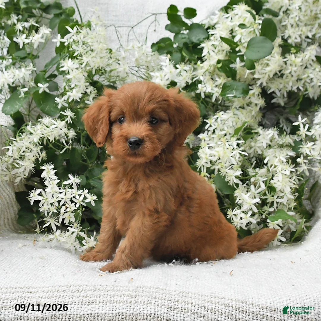 Goldendoodle dogs for sale: Jared - Ad 1