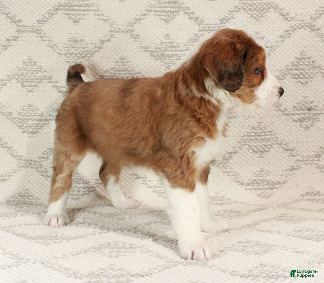 Bernedoodle dogs for sale: Sophie  - Ad 5