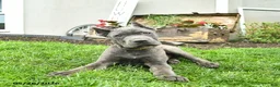 Cane Corso dogs for sale: Domino - Ad 3
