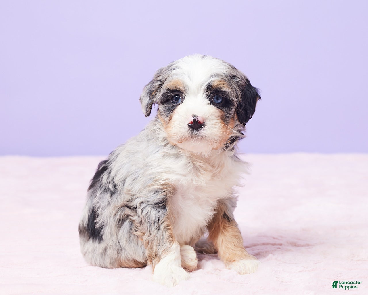 Mini Bernedoodle dogs Rambo - Ad 2