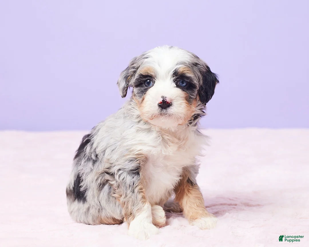 Mini Bernedoodle dogs for sale: Rambo - Ad 2