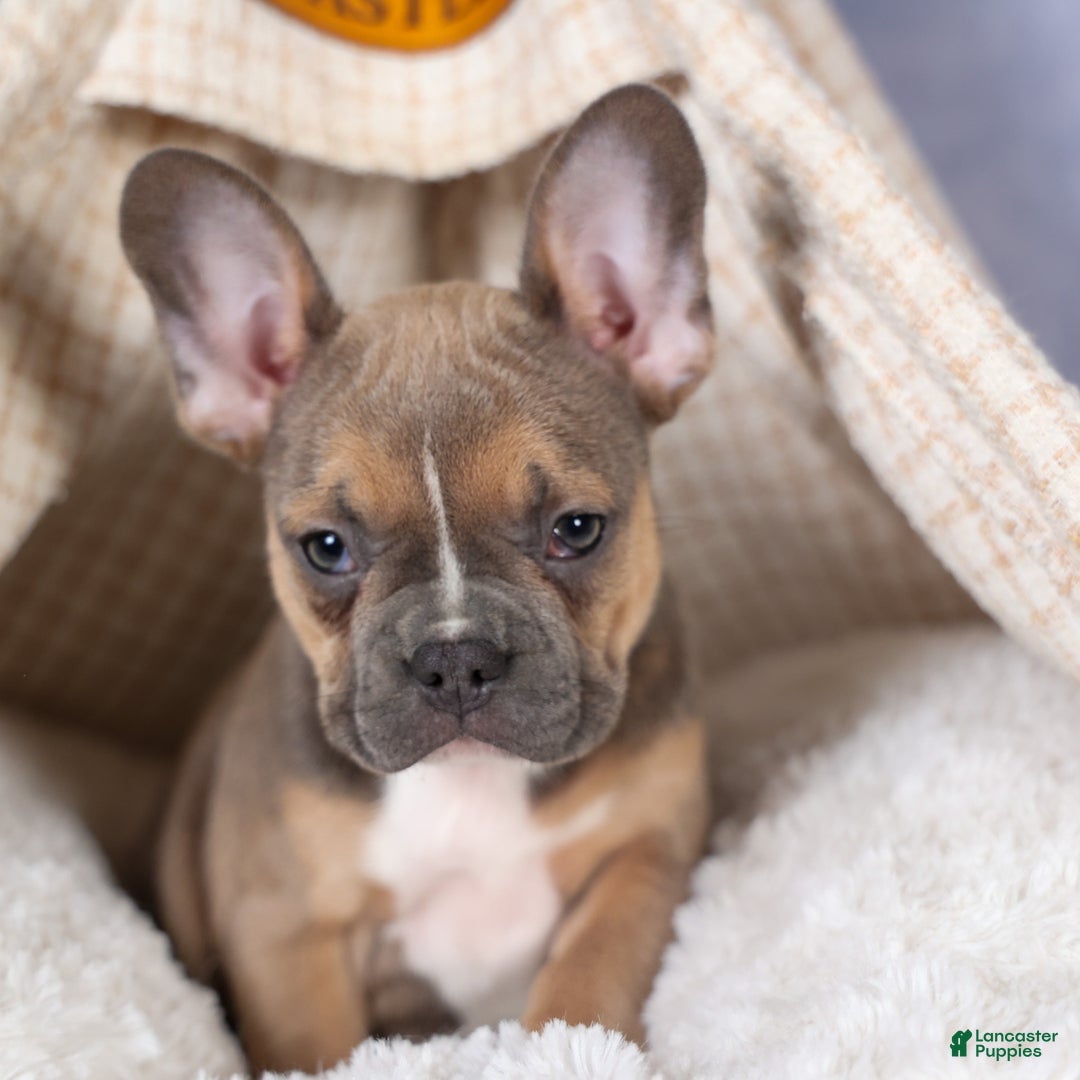 Frenchton dogs for sale: NEVA - Ad 1