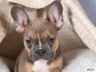 Frenchton dogs NEVA - Ad 10