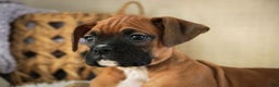 Boxer dogs for sale: Stella - Ad 6