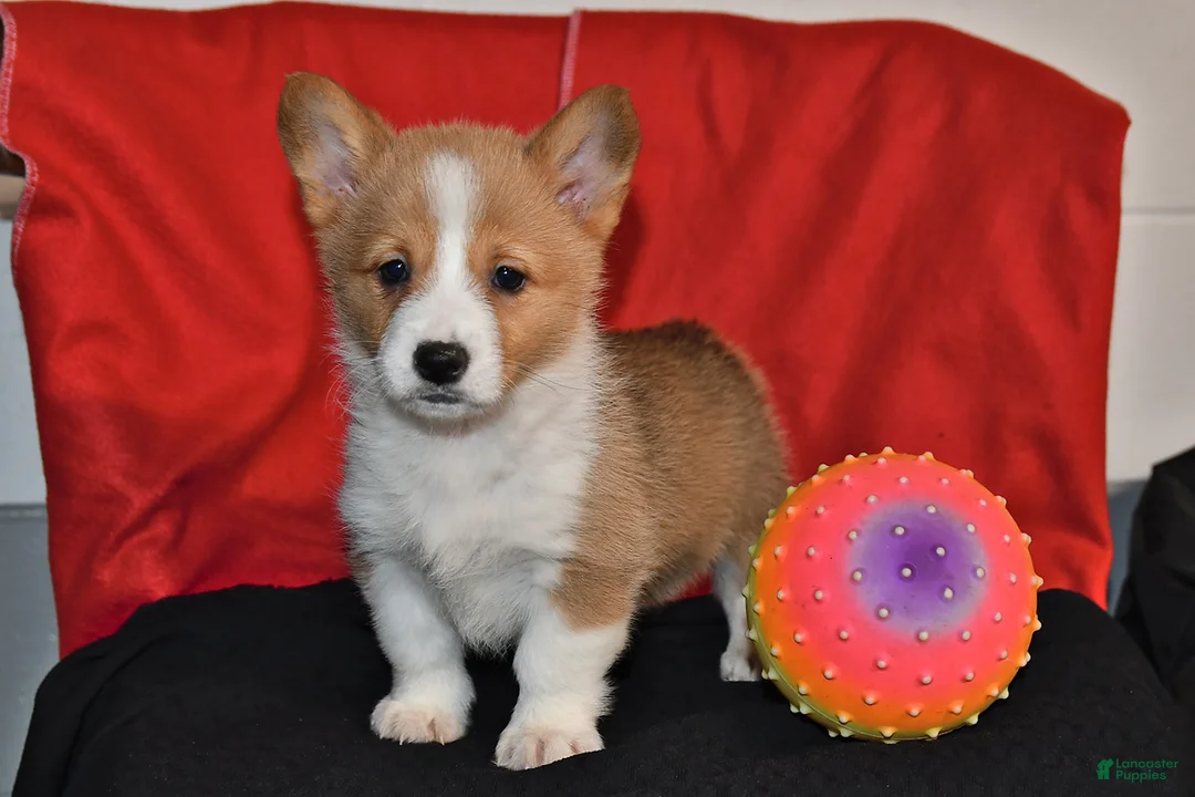 Gallery Image {{count}}