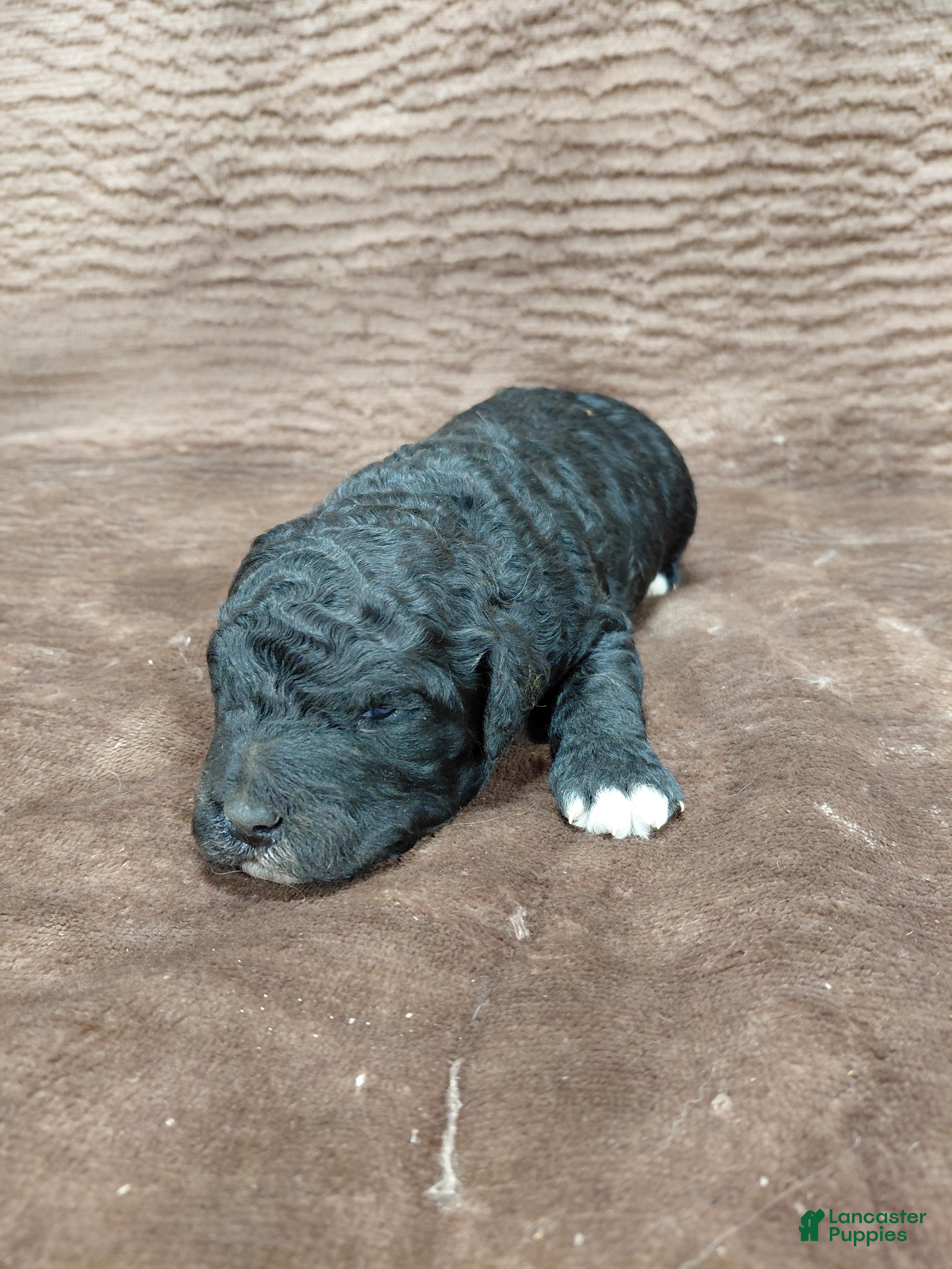 Mini Bernedoodle dogs for sale: Atlas - Ad 2