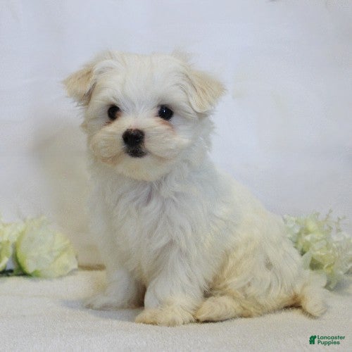 Maltese dogs Brooke - Ad 2