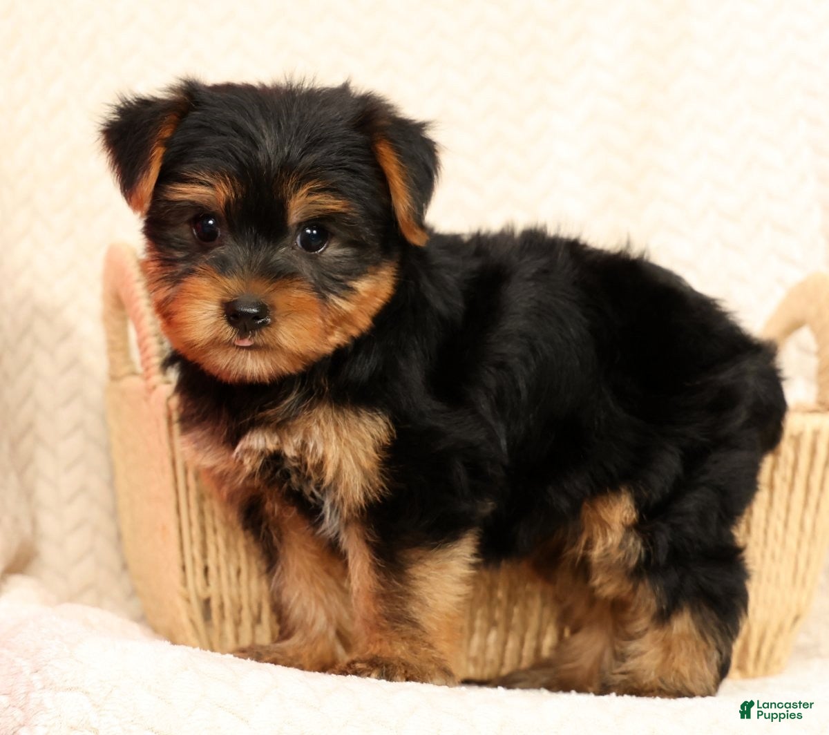 Yorkshire Terrier dogs Benji - Ad 2