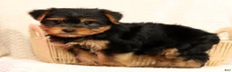 Yorkshire Terrier dogs for sale: Benji - Ad 2