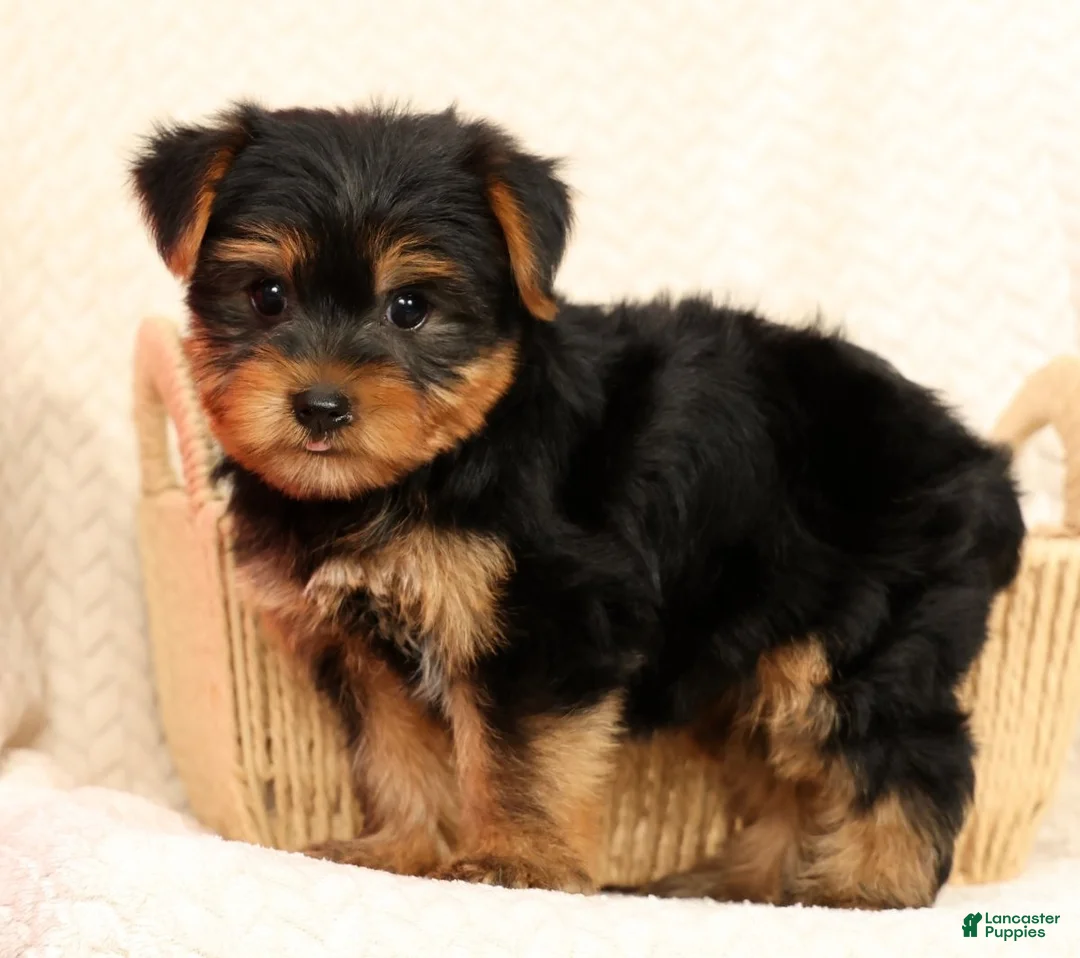 Yorkshire Terrier dogs for sale: Benji - Ad 2