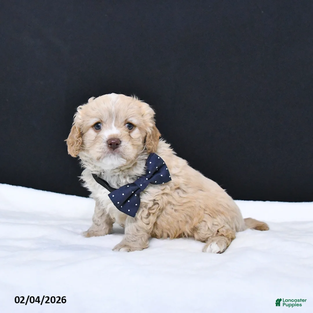 Cavapoo dogs for sale: Zeke - Ad 1