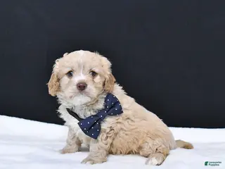 Cavapoo dogs Zeke - Ad 8