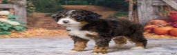 Bernedoodle dogs for sale: Kendrick - Ad 4