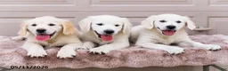 Golden Retriever dogs for sale: Miles - Ad 13