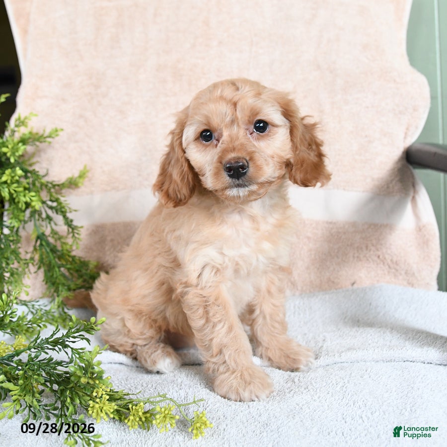 Mixed Breed dogs Toffee - Ad 1
