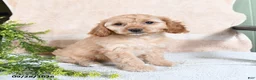Mixed Breed dogs for sale: Toffee - Ad 1