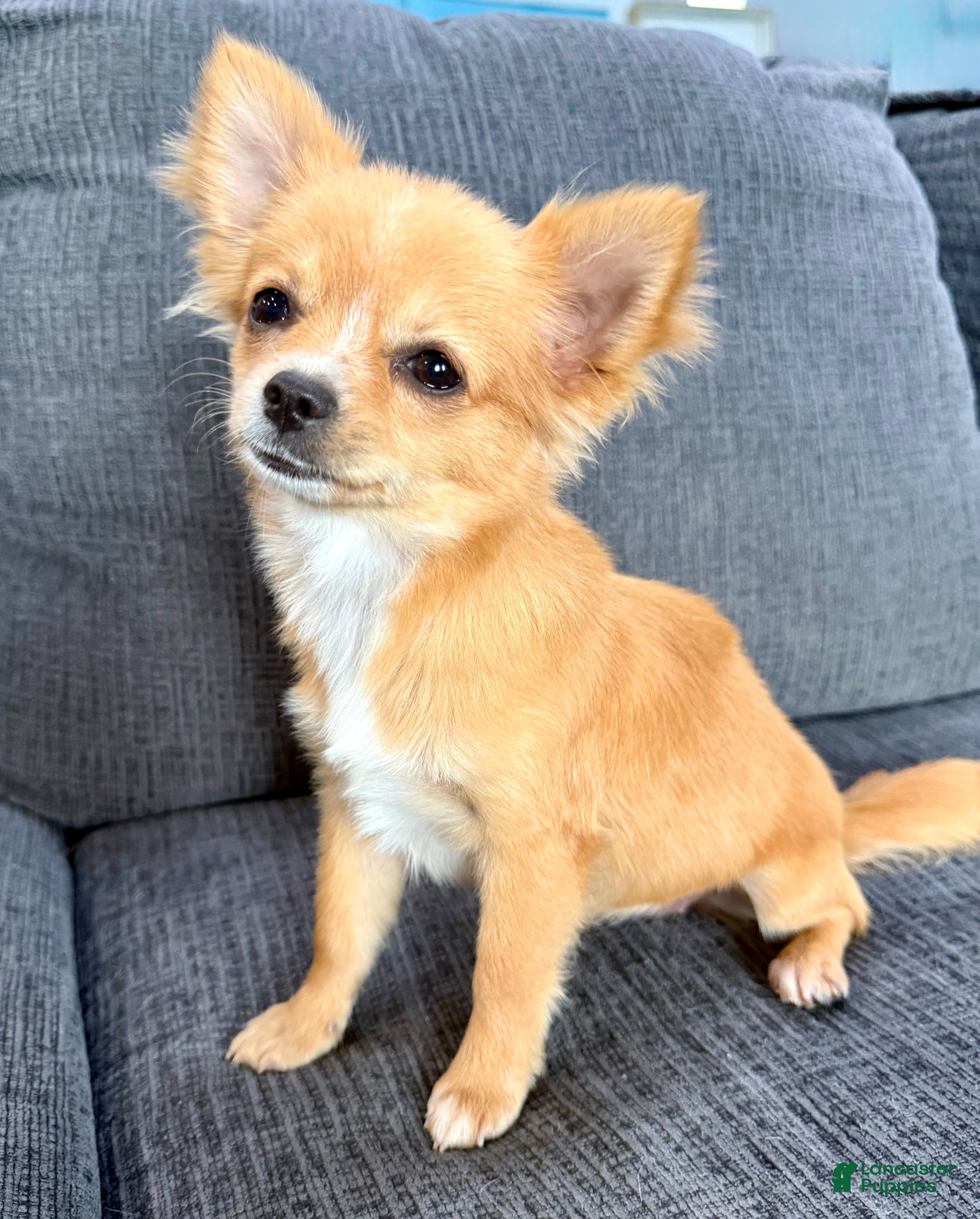 Chihuahua dogs Cream long hair Teacup  - Ad 2