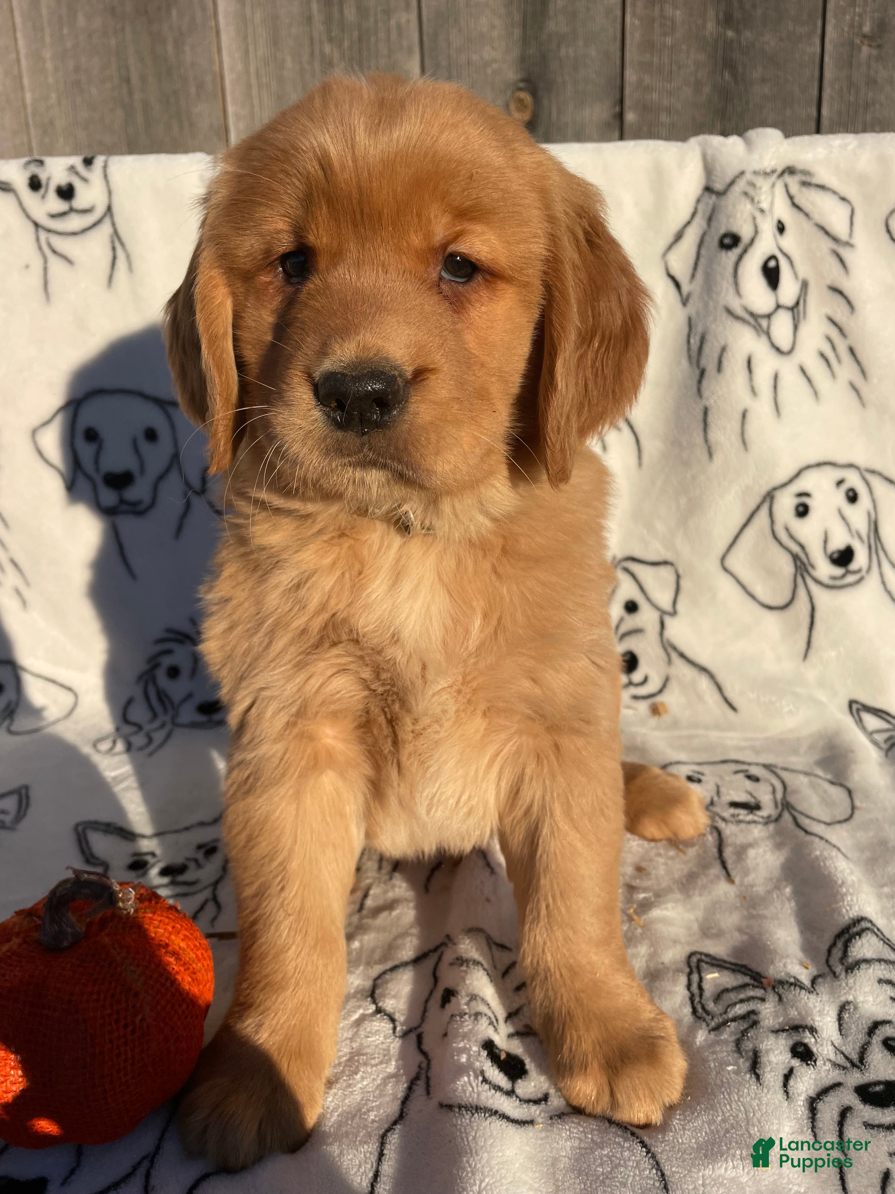 Golden Retriever dogs for sale: Gatsby - Ad 42