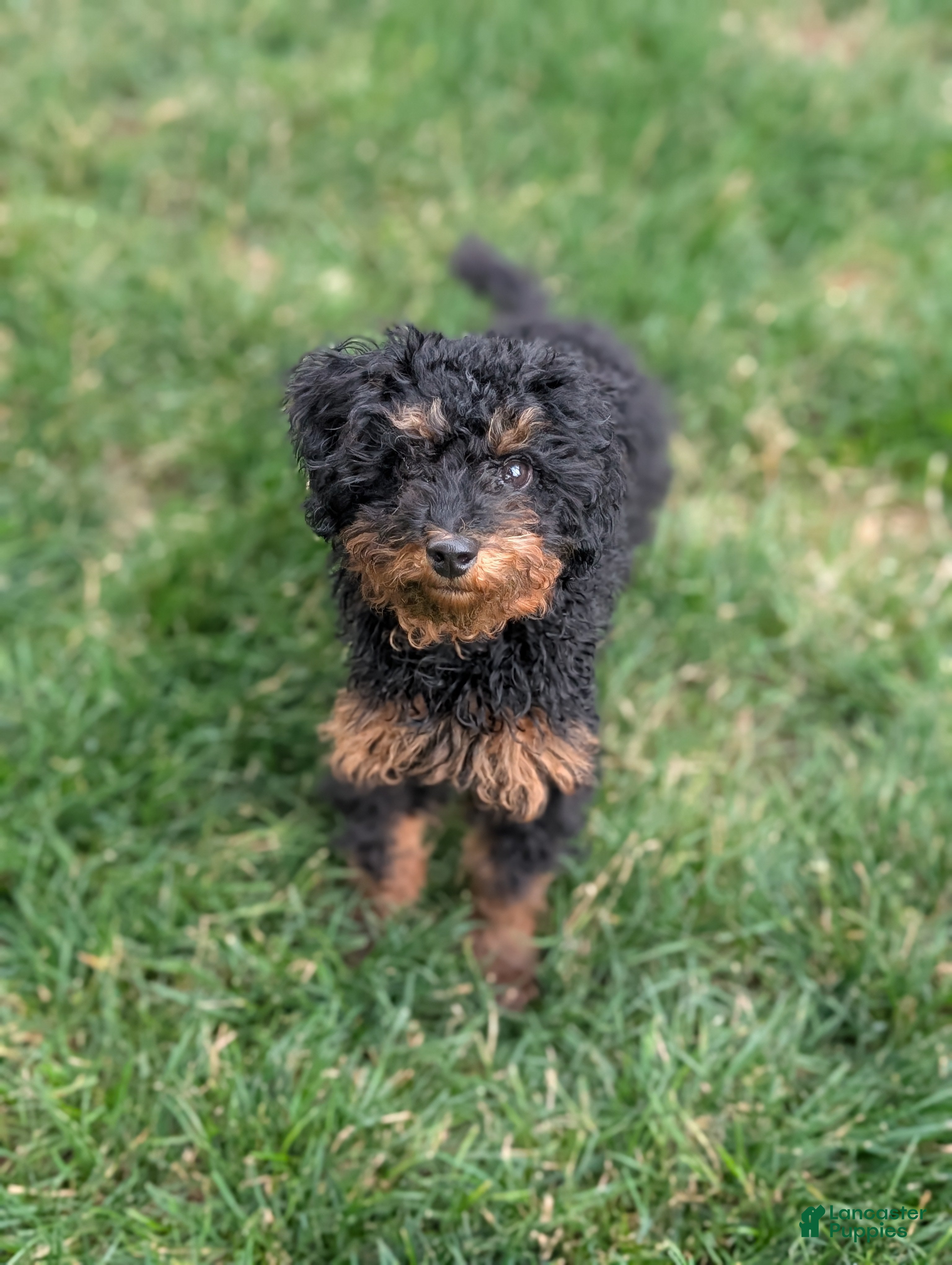 Miniature Poodle dogs Koa - Ad 1