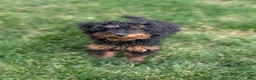 Miniature Poodle dogs for sale: Koa - Ad 1