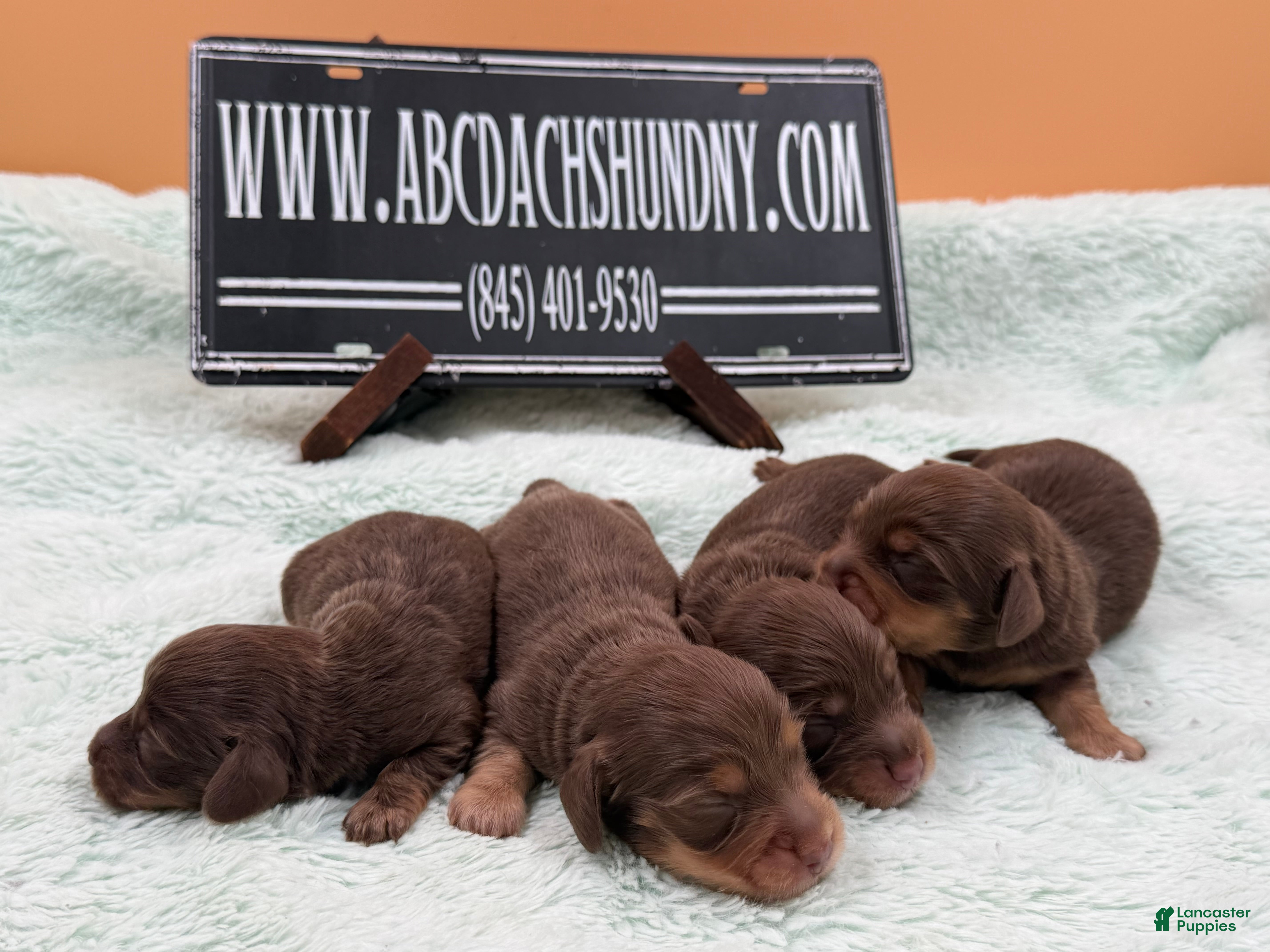Miniature Dachshund dogs Pra clear AKC russian - Ad 22