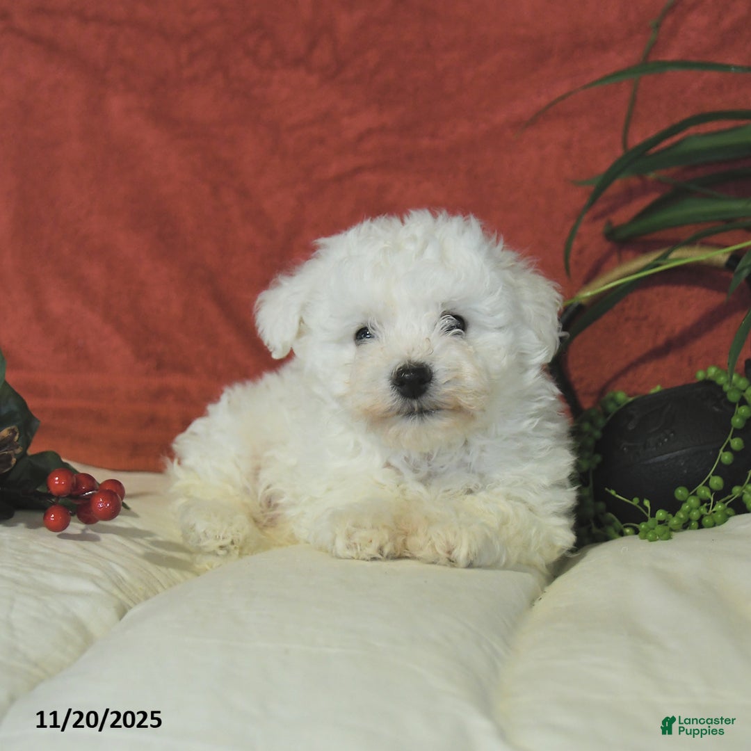 Bichon Frise dogs for sale: Landon  - Ad 4