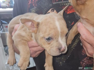 American Bully dogs - Ad 20