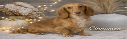 Miniature Dachshund dogs for sale: Miniature Dachshund Puppy 1 - Ad 4