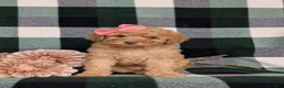 Mixed Breed dogs for sale: Mona Hypoallergenic - Ad 5