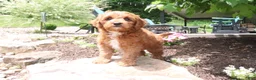 Cavapoo dogs for sale: Lenny - Ad 4