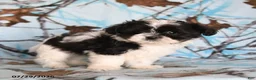 Shih Tzu dogs for sale: Crinkles - Ad 4