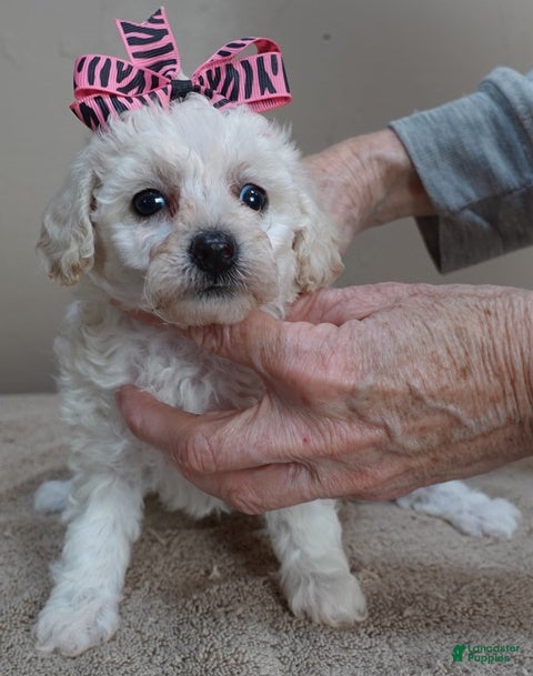 Toy Poodle dogs Zilla - Ad 32