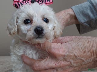 Toy Poodle dogs Zilla - Ad 32