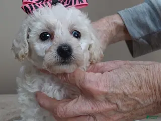 Toy Poodle dogs Zilla - Ad 22