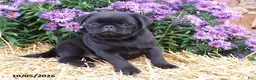 Pug dogs for sale: Midnight - Ad 3