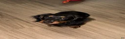 Miniature Dachshund dogs for sale: Frankie - Ad 2