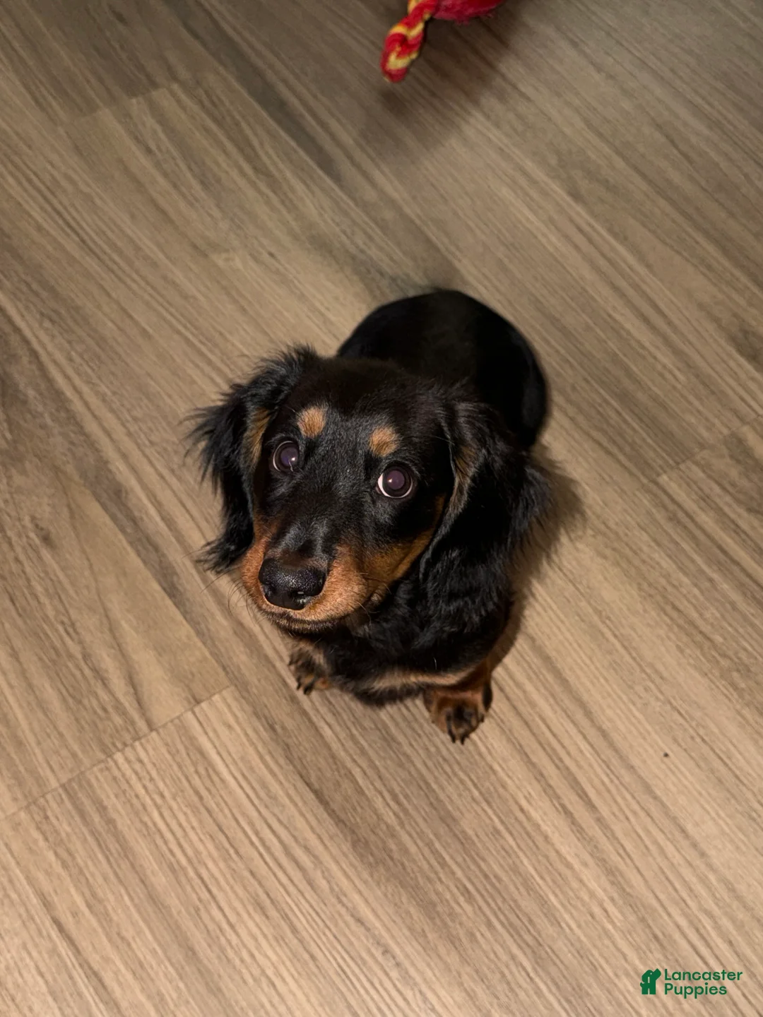 Miniature Dachshund dogs for sale: Frankie - Ad 2