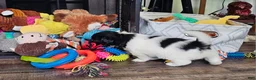 Teddy Bear dogs for sale: Allie - Ad 6