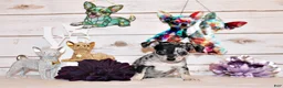 Chihuahua dogs for sale: Hawk - Ad 3
