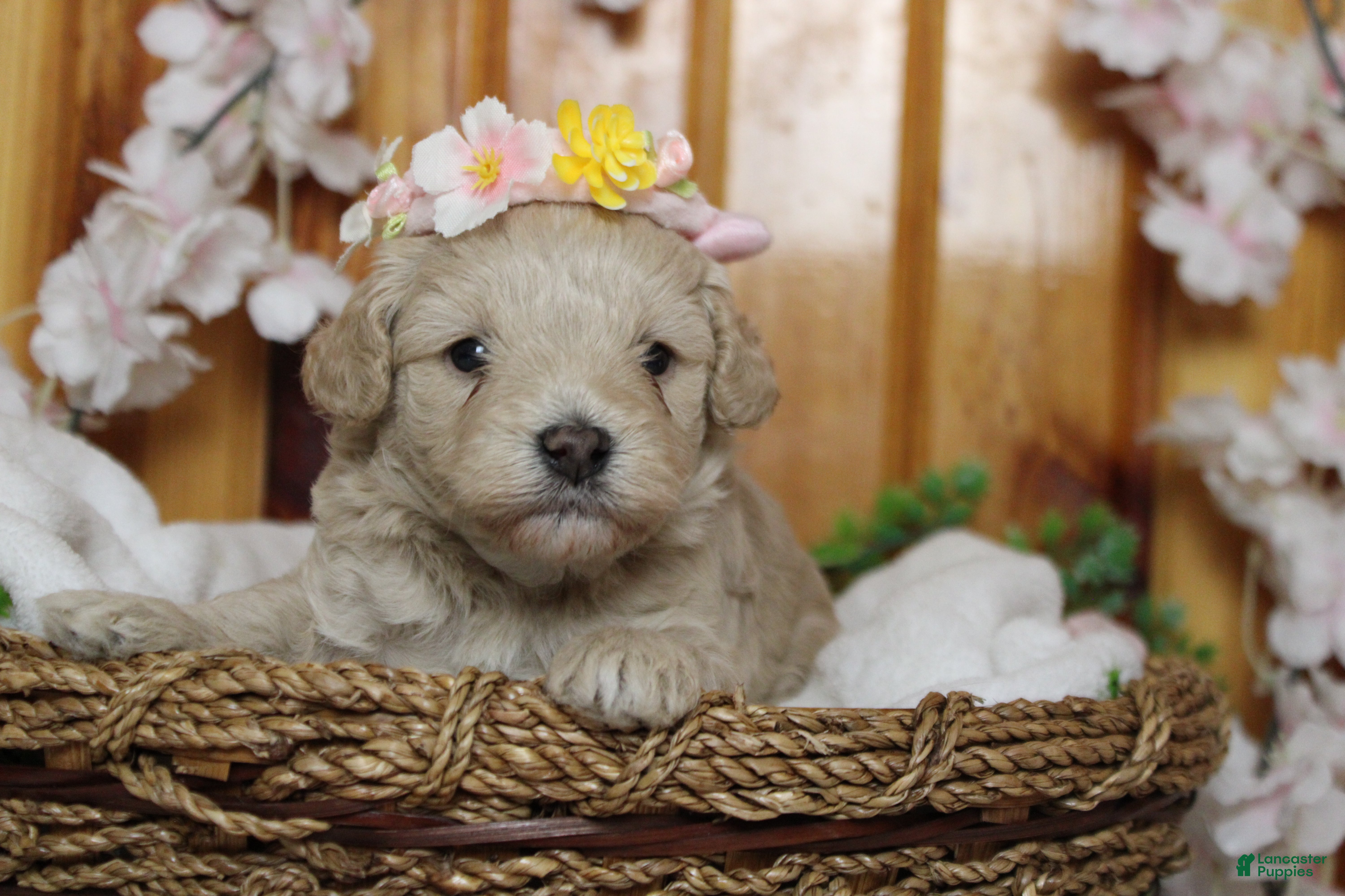 Havapoo dogs Veruca  - Ad 21
