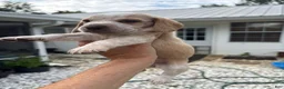 Beagle dogs for sale: Beagle 2 - Ad 12