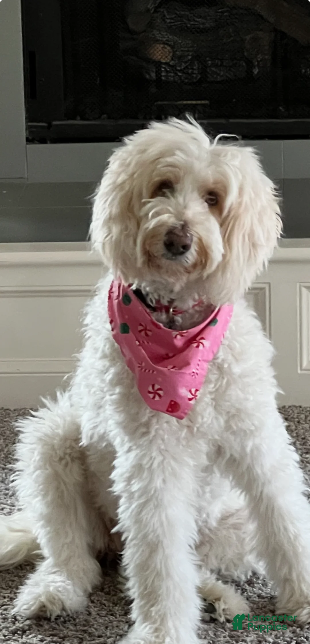 Goldendoodle dogs for sale: Orange Mango - Ad 9