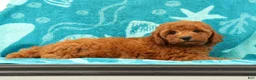Mini Goldendoodle dogs for sale: Amber - Ad 6